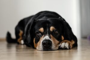 ここちらの様子をうかがう犬